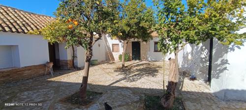 einen Innenhof mit zwei Bäumen vor einem Haus in der Unterkunft El Cortijillo de la Marquesa in Villar