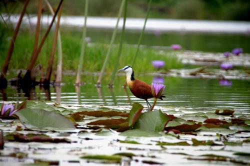 a bird standing in a pond with lily pads at Lake Chahafi Resort in Kisoro