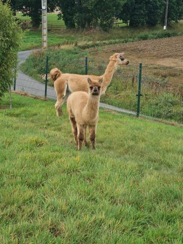 Zvířata v prázdninového domu nebo okolí