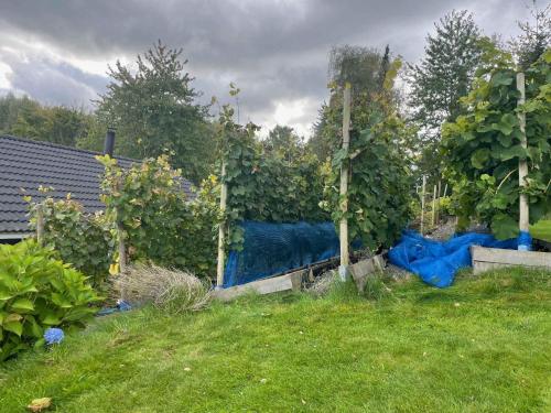 a garden with a blue fence and some trees at Holiday Oasis With Terrace And Sloping Garden in Tikøb