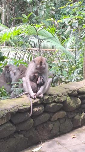 a group of monkeys sitting on a stone wall at Ubud Classic Day Trip in Pesanggaran