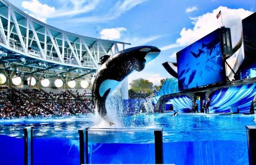 a dolphin in the water in front of a stadium at Hermoso apartaestudio en Orlando in Orlando