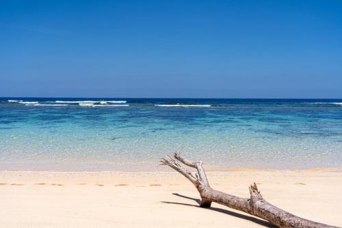 un ramo d'albero adagiato su una spiaggia con l'oceano di 家族の笑顔 希望ヶ丘ビーチまで徒歩5分でのんびり家族ステイ Coral Onnason a Onna