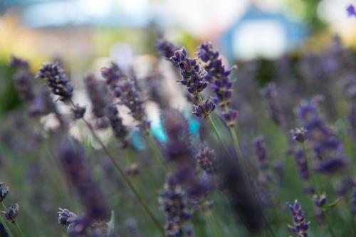 a bunch of purple flowers in a field at Romantik B&B Zonnehuis in De Haan