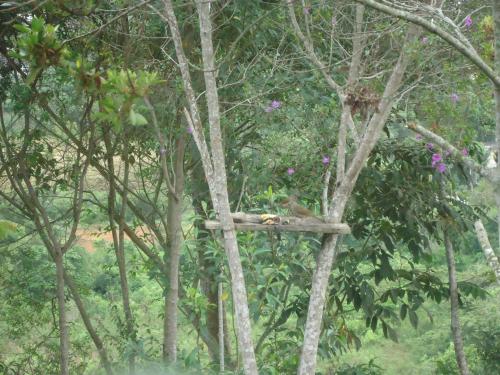 a bird house in a tree in a forest at San Agustín Wayrana in San Agustín