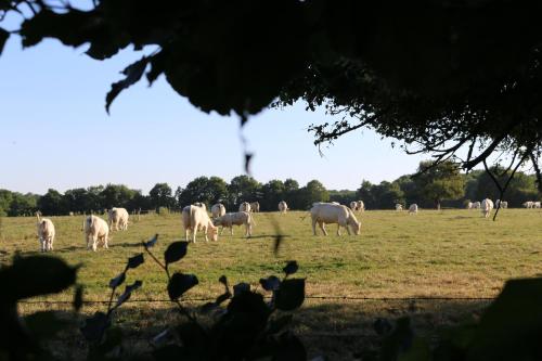 a herd of white cows grazing in a field at Le bourgis in La Chapelle-Montligeon