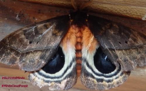 a moth sitting on top of a wooden table at Biohostal Mindo Cloud Forest in Mindo
