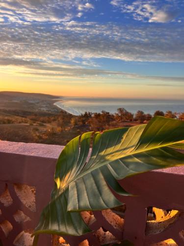 Ein großes grünes Blatt liegt auf einer Bank mit Blick auf das Meer in der Unterkunft Zeri Surf Camp in Tiguemmi nʼAït Bihi