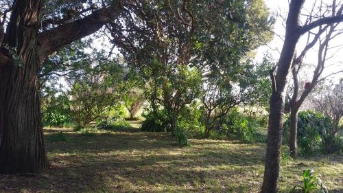 un gruppo di alberi in un prato di AmoVertecasadeveraneo a Colonia Chapadmalal