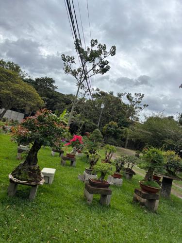 Jardín al aire libre en Bonsai House