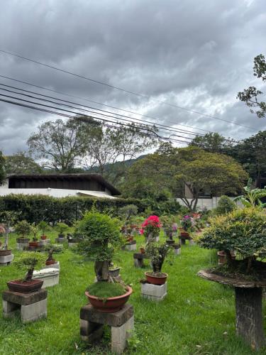Jardín al aire libre en Bonsai House