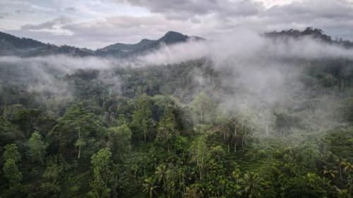 代尼耶耶Forest & Fields Sinharaja - In The Fields On The Edge的云雾缭绕的森林