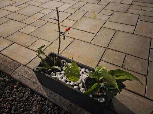 eine Pflanze in einem Topf mit Steinen und Pflanzen in der Unterkunft The Palms Property in Long Mountain