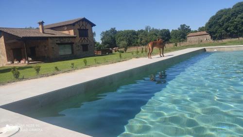 坎德莱达Casa Valentina的一匹马站在水池边
