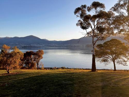 a tree sitting on the grass next to a lake at Otago Cottage in Hobart