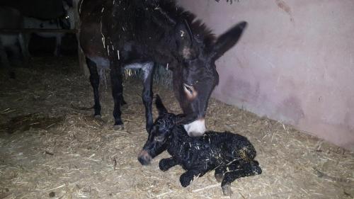 a horse and a baby horse playing with a baby lamb at Agriturismo Duca di San Martino in Partanna