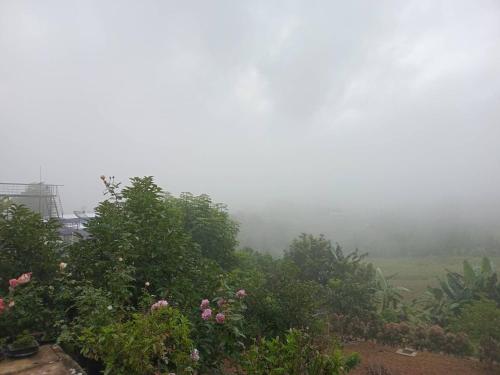 a foggy field with trees and flowers on a hill at สิรีรินทร์ ภูหมอก in Khao Kho