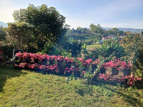 a garden with pink flowers in pots on the grass at สิรีรินทร์ ภูหมอก in Khao Kho