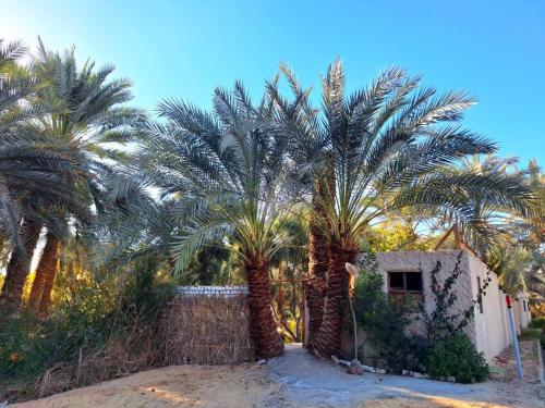 a group of palm trees in front of a house at El-Beit in Siwa
