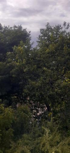 a large tree in the middle of a field at Paripuranam in Tiruvannāmalai