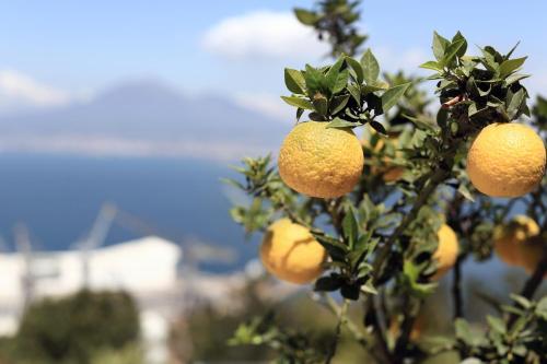 a bunch of oranges hanging from a tree at Relais Manfredi in Castellammare di Stabia