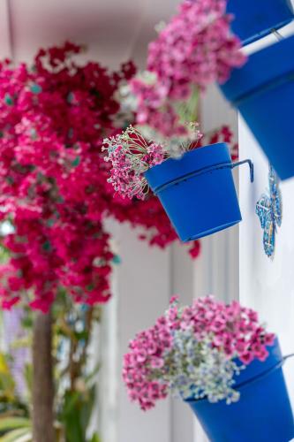 a bunch of pink flowers in blue pots at Santorini Maafushi Maldives in Maafushi