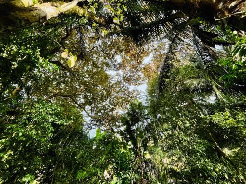 ein Blick in den Himmel durch einen Wald von Bäumen in der Unterkunft Guest House Pura Vida in Quepos