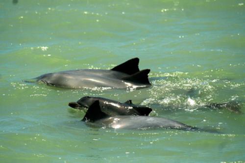 a group of three dolphins swimming in the water at Sonia Flats Pipa's Bay - Flat 211 in Pipa