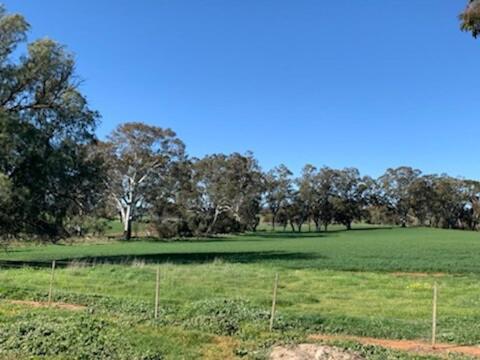 a large green field with trees in the background at Tickles Cottage in a beautiful Rural Setting in Mintaro