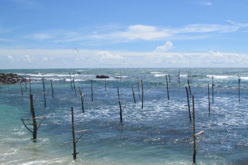 a group of trees sticking out of the water at Shining Line in Koggala