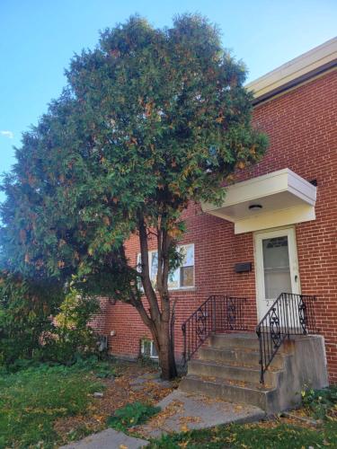 a tree in front of a brick building with stairs at Townhome Near Northwestern and Hospital in Evanston