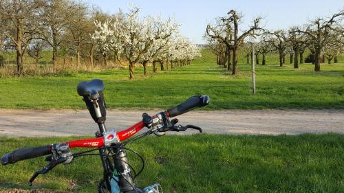 a bike parked on the side of a road with trees at RUTHMANN-Rheinblick GARNI in Oestrich-Winkel