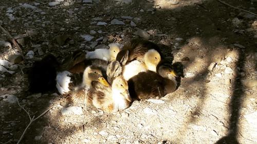 a group of ducks laying on the ground at Montanema Handmade Village in Platanákos
