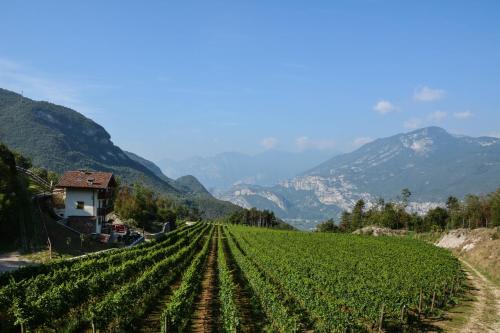 a field of green vines with mountains in the background at Maso Salim Relax Apartments in Drena