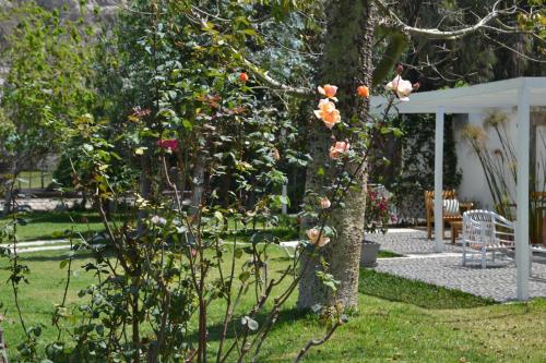 a garden with a tree with pink roses at Hotel Los Palomos in Lunahuaná