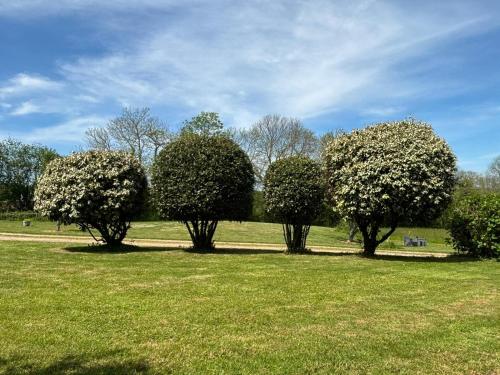 a group of trees in a field of grass at Moros in Melgven