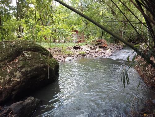 een beek in het midden van een bos bij Sítio Herman Natureza Viva in Rolante