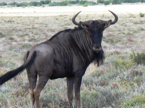 a black animal with horns standing in a field at The Vale Karoo Farm in Nelspoort