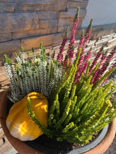 Κήπος έξω από το W Borze