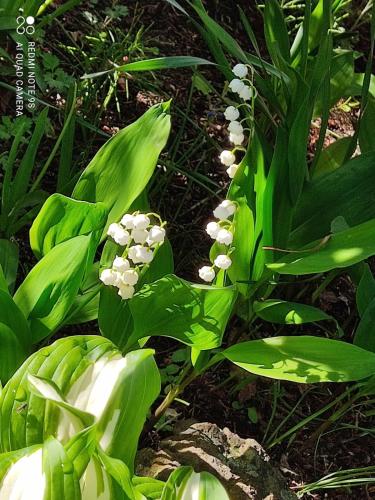 a plant with white flowers on the ground at Sapporoの実家 B&B Yoshida in Sapporo