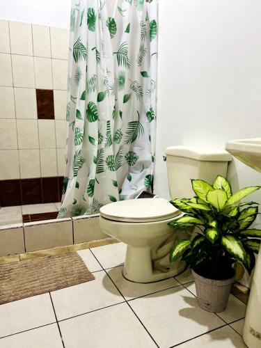 a bathroom with a toilet and a shower curtain at Alto Cruz Executive Loft in Turrialba
