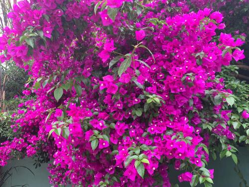 Φωτογραφία από το άλμπουμ του Hotel Bahía bikini στην Πούντα ντελ Έστε