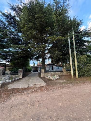 un grande albero di fronte a una casa di Chalet La Isolina a Villa Giardino