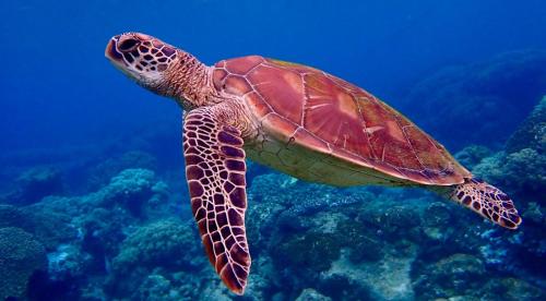 Tiere im Privatzimmer oder in der Nähe