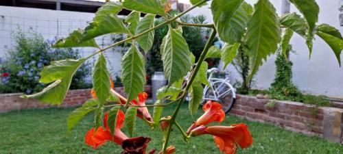 a tree with red flowers in a yard at El retamo - Casa Turística in San Rafael