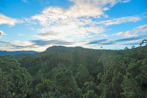 an aerial view of a forest of trees under a cloudy sky at Ivory Canopy Resort - Ella in Ella