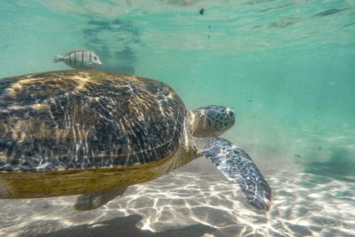 Animales en el hostal o pensión o alrededores