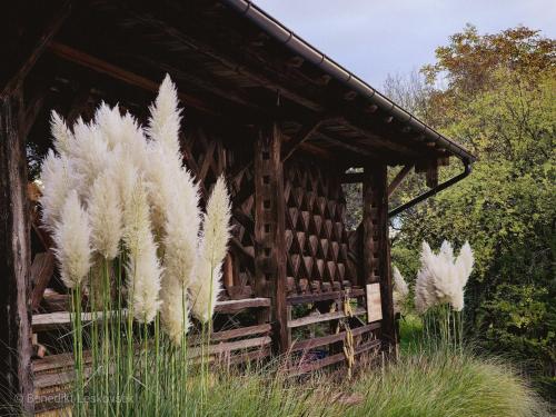 a wooden cabin with pampas grass in front of it at Hay barn unique experience Visole in Slovenska Bistrica