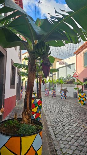 Φωτογραφία από το άλμπουμ του Jose & Idalina House στη Φουνσάλ