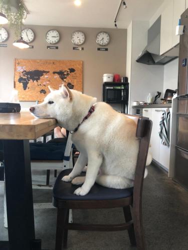 a dog sitting on a chair in a kitchen at Guest House Matsu in Osaka